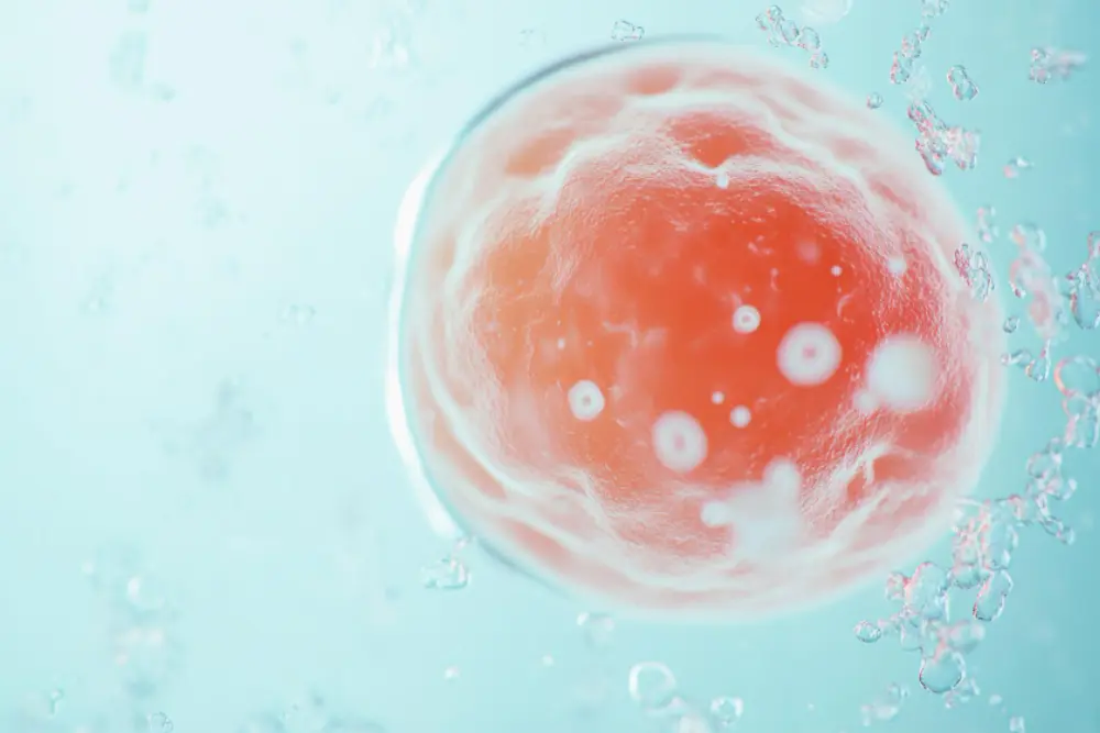 High-Quality Embryo Selection
